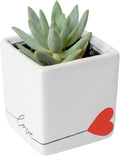 Aloe Vera Plant