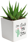 Mini Succulent Plant
