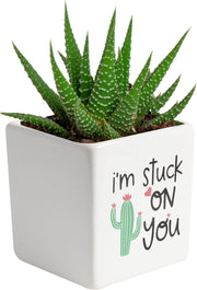 Mini Succulent Plant
