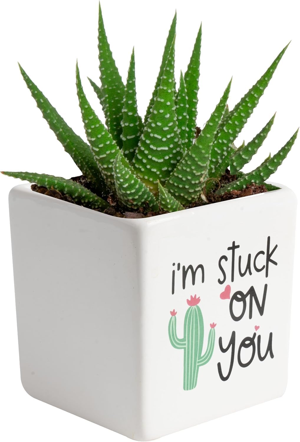 Mini Succulent Plant