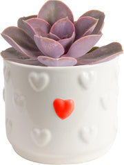 Snake Plant