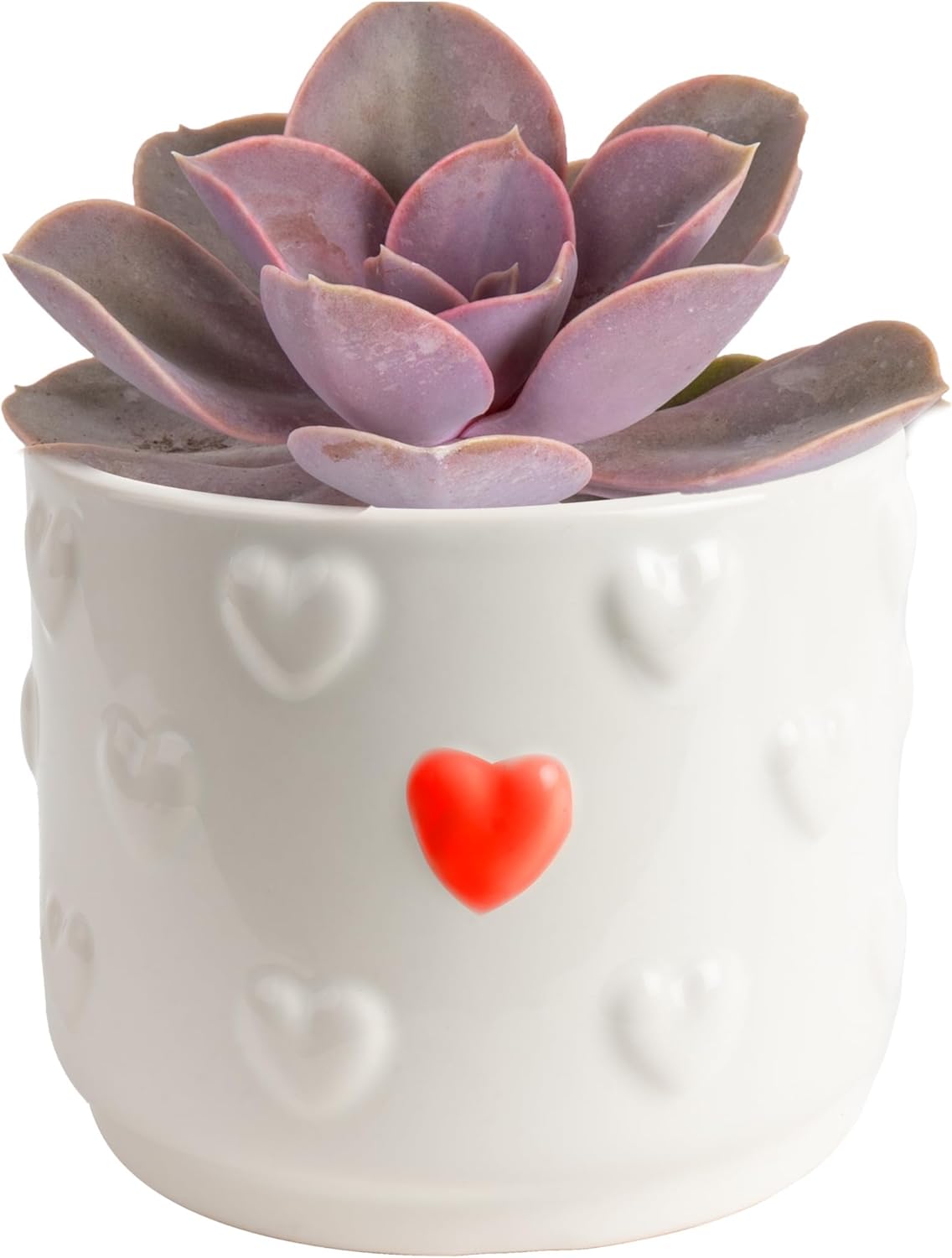 Snake Plant