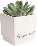 Chinese Money Plant