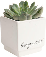 Chinese Money Plant