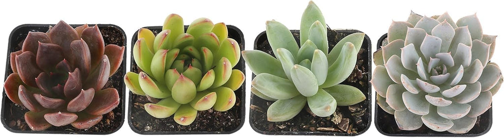 Snake Plant Live