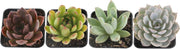 Snake Plant Live