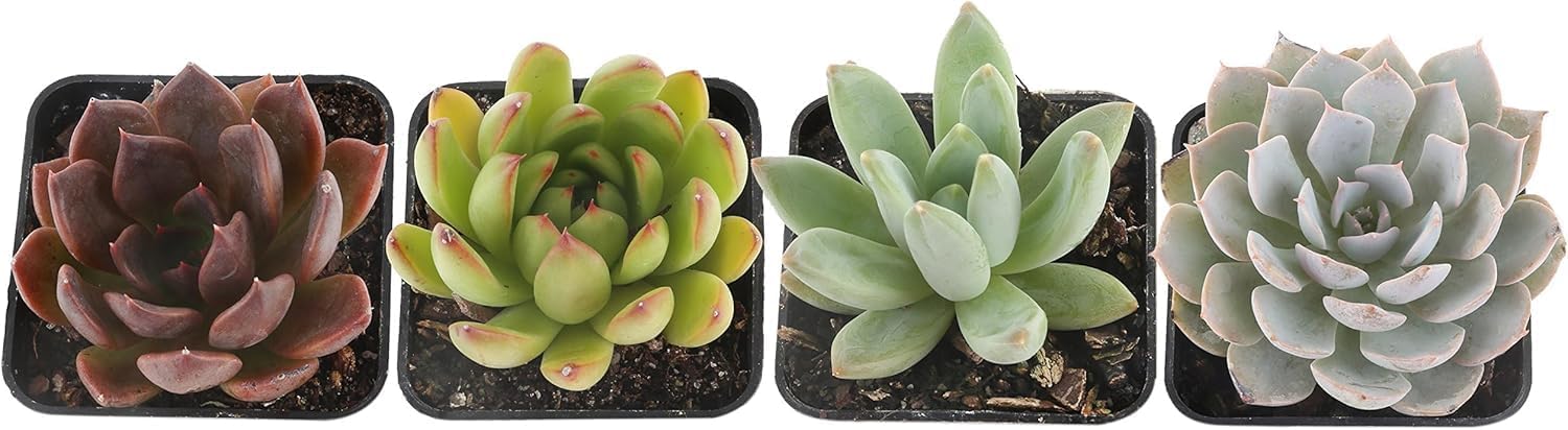 Snake Plant Live