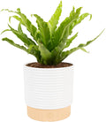 Live Money Tree Plant