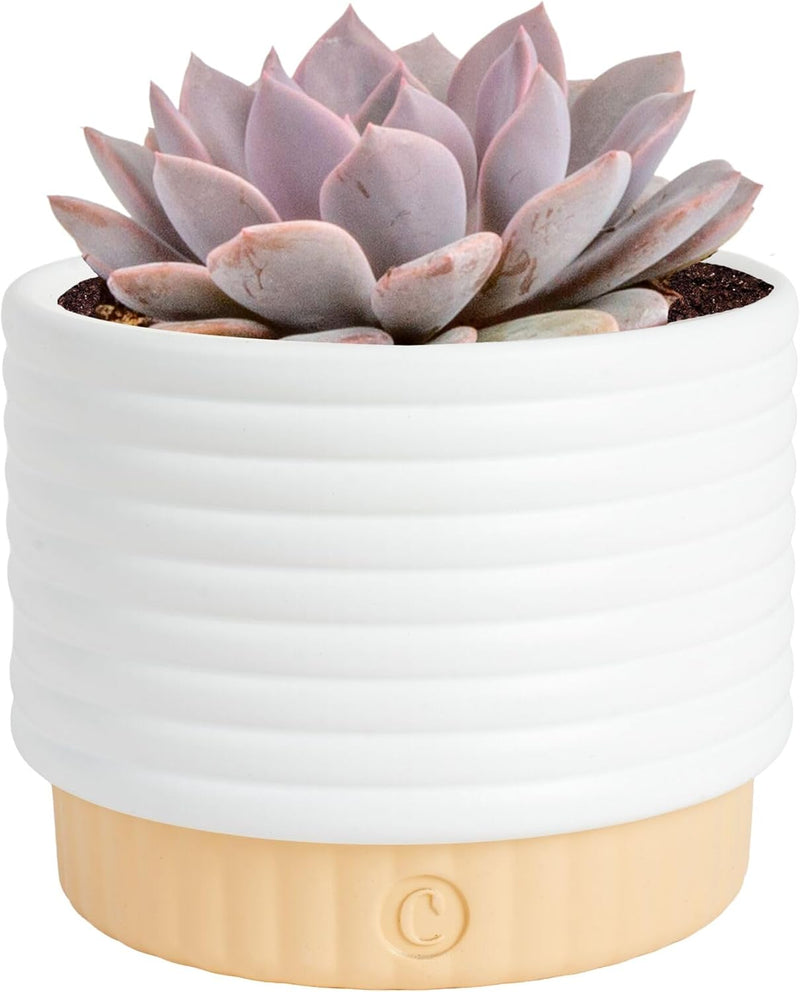 ZZ Live Plant