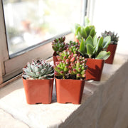 Specialty Succulent Plants