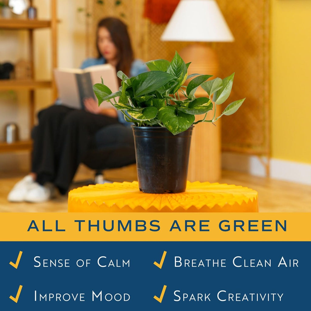 Golden Pothos Plant