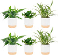 Cebu Blue Pothos