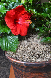 Natural Spanish Decorative Moss – 250 Cubic Inches