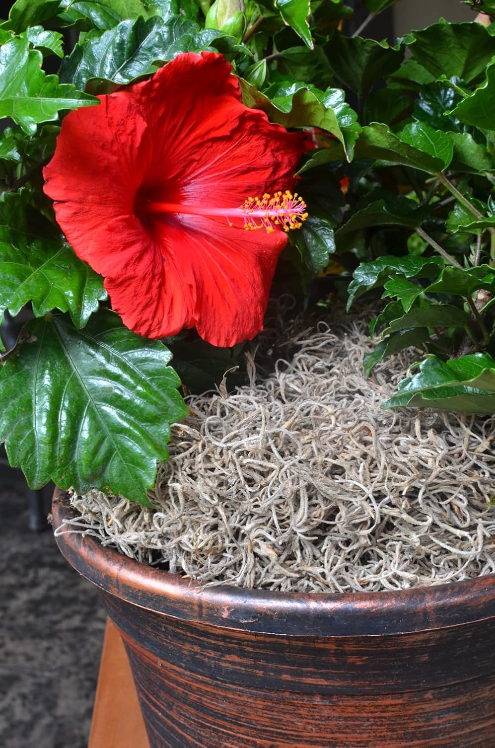 Natural Spanish Decorative Moss – 250 Cubic Inches