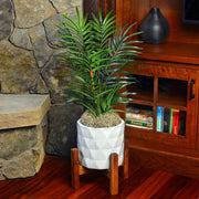 Natural Spanish Decorative Moss – 250 Cubic Inches