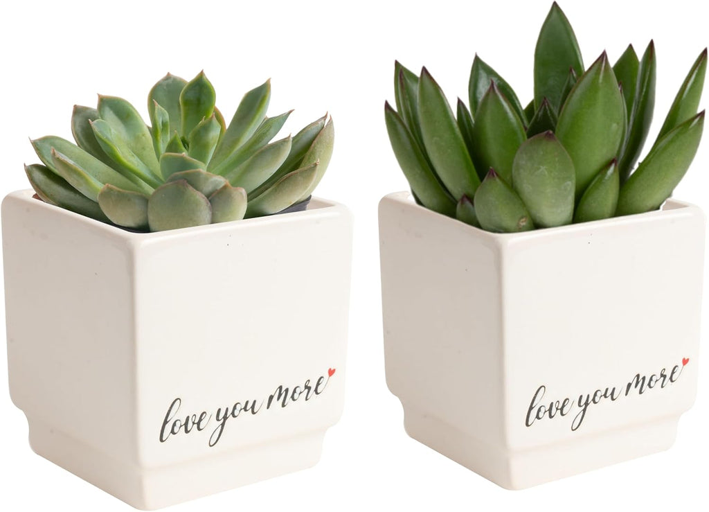 Jade Succulent Plant