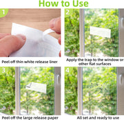 Window Fly Traps