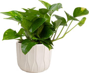 Golden Pothos Plant
