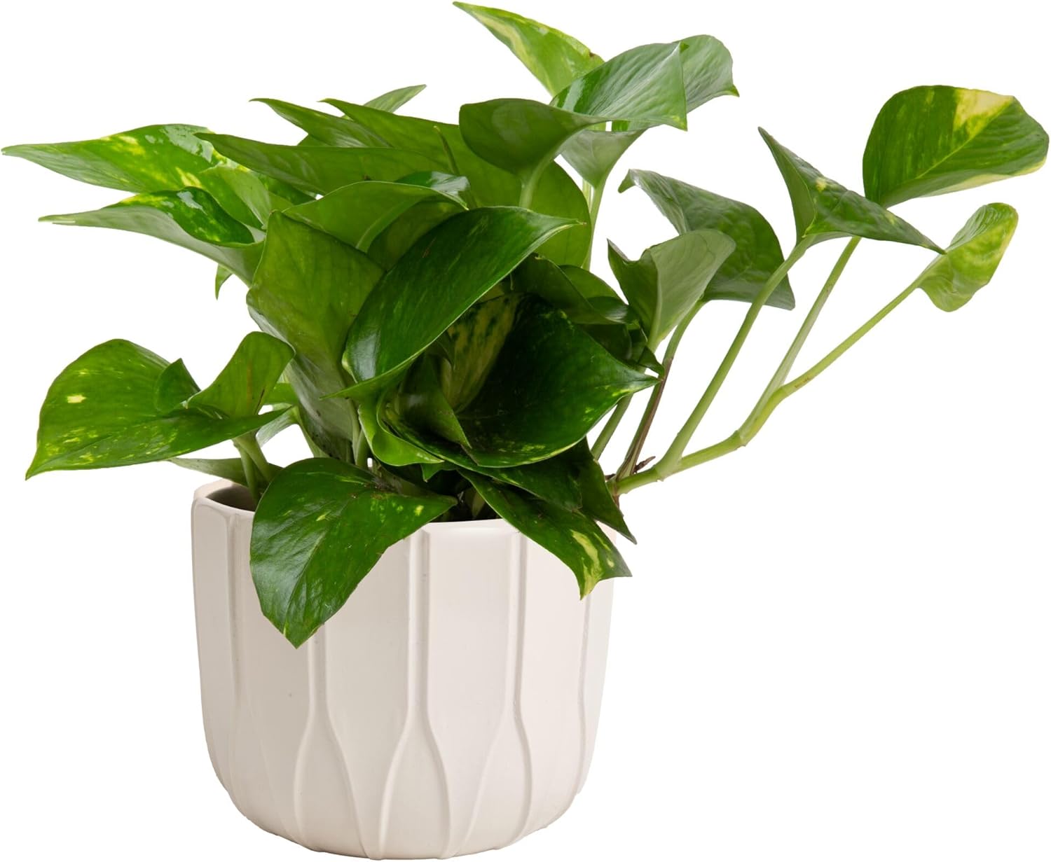 Golden Pothos Plant