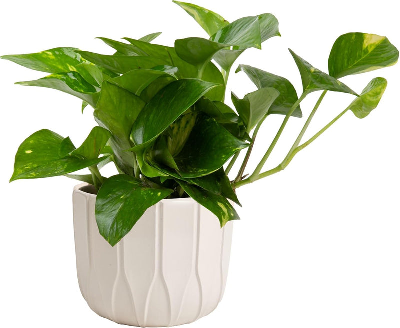 Golden Pothos Plant