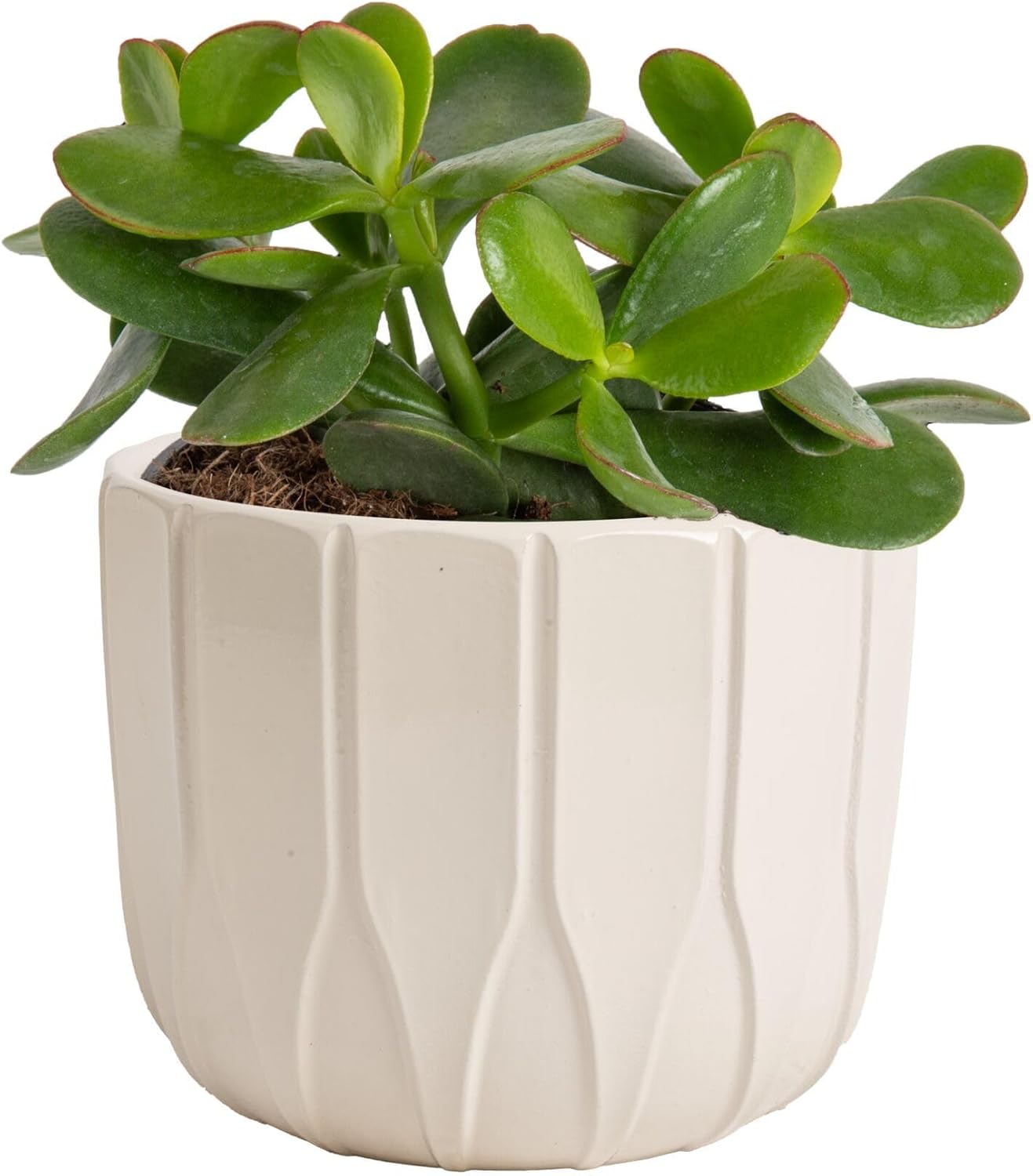 Jade Succulent Plant