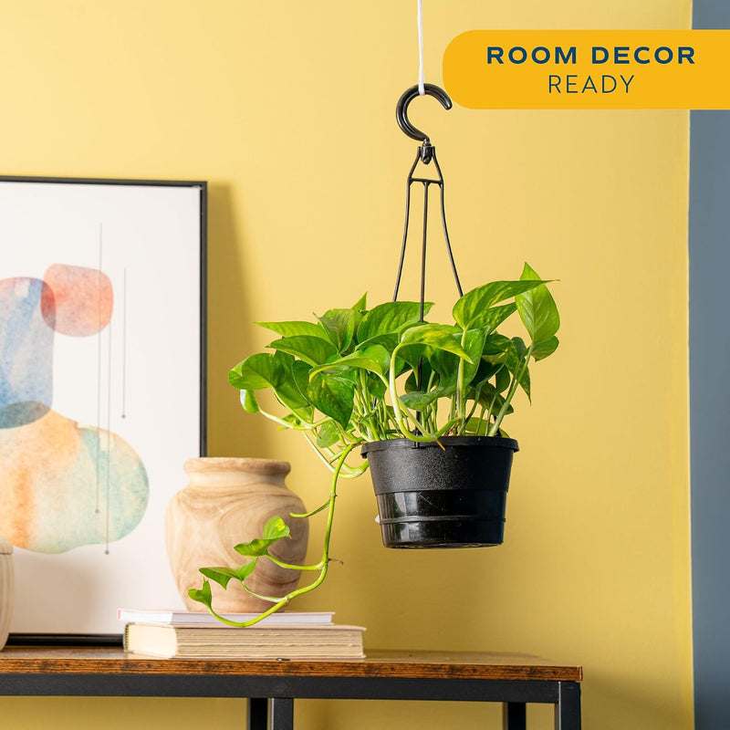 Silver Satin Pothos