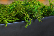 Preserved Forest Moss 8oz