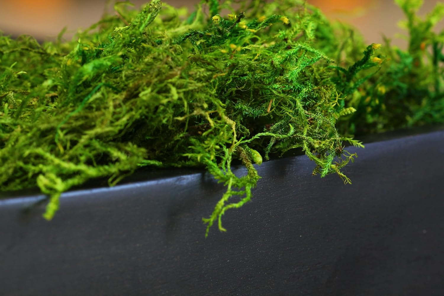 Preserved Forest Moss 8oz