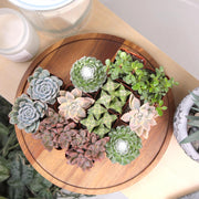 Deluxe Succulent Plants