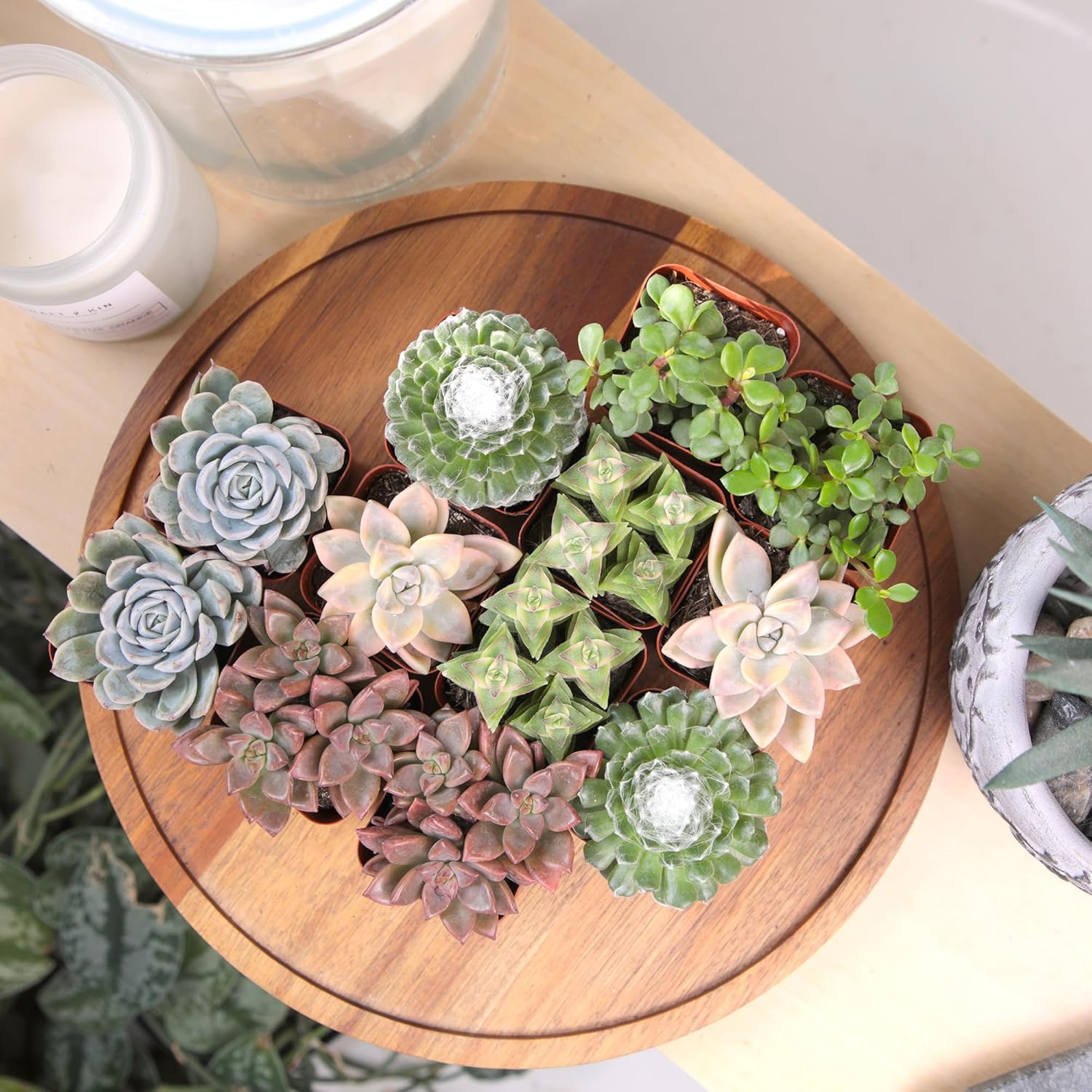 Deluxe Succulent Plants