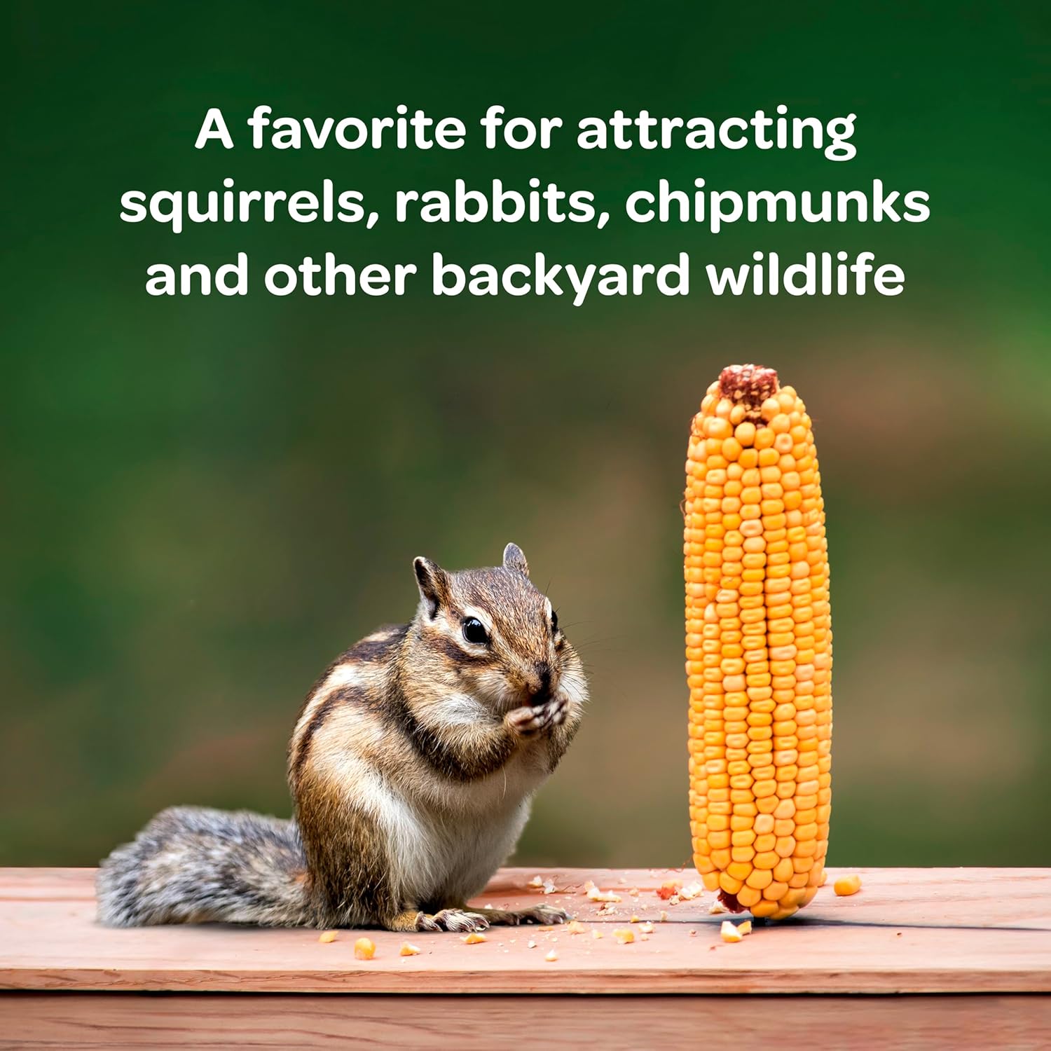 Corn Cob Bird Feed