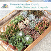 Live Succulent Collection