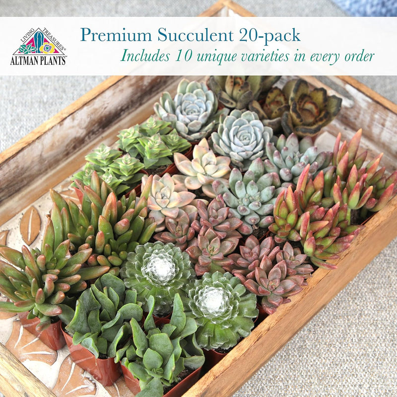 Live Succulent Collection