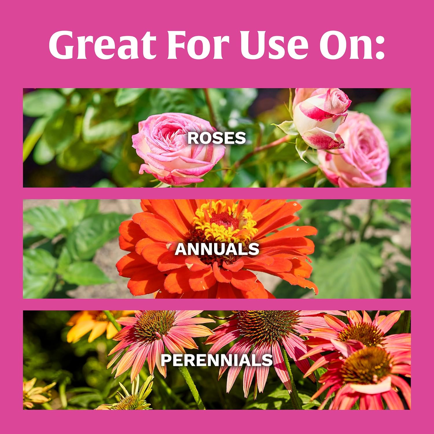 Rose Bloom Plant Food