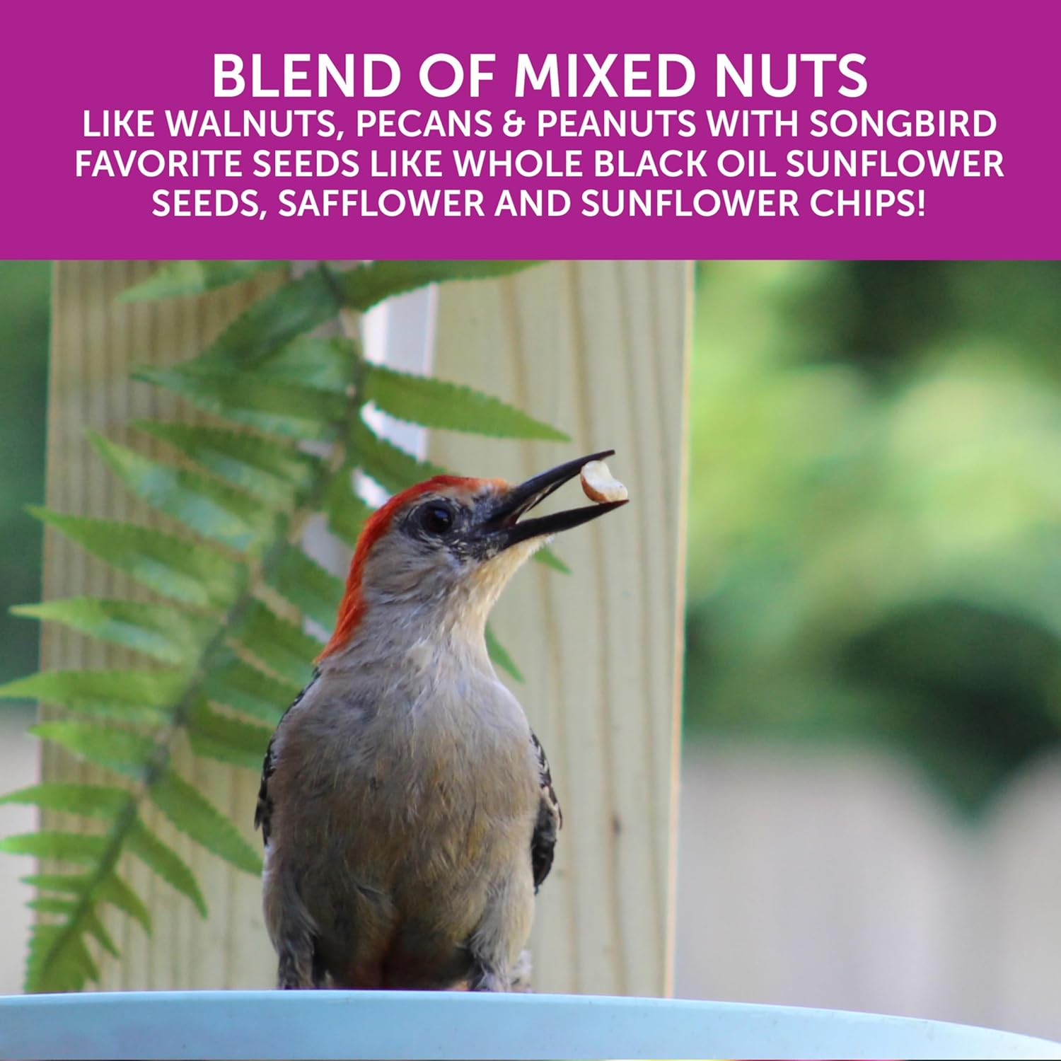 Nut & Fruit Bird Seed