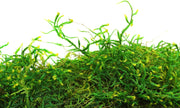 Preserved Forest Moss 8oz