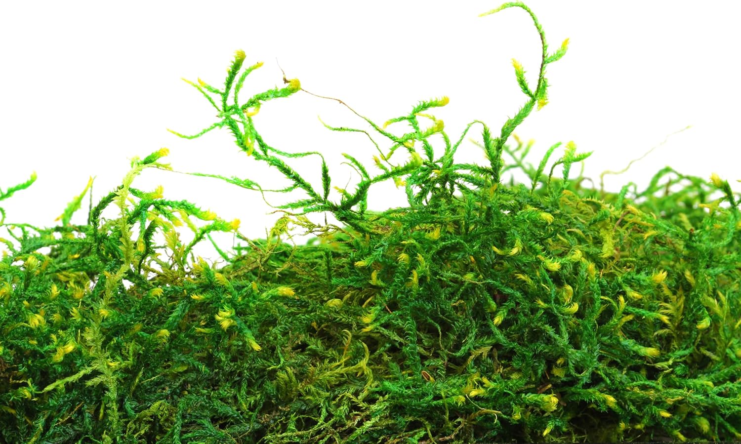 Preserved Forest Moss 8oz
