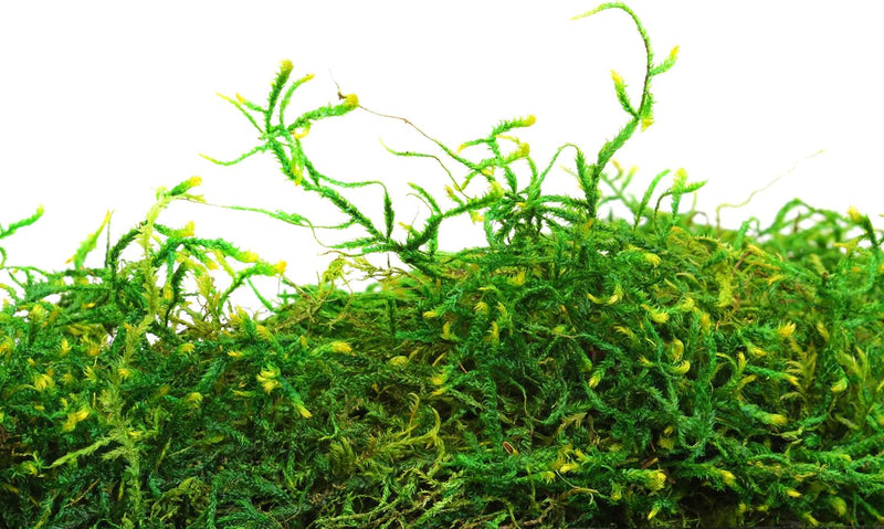 Preserved Forest Moss 8oz