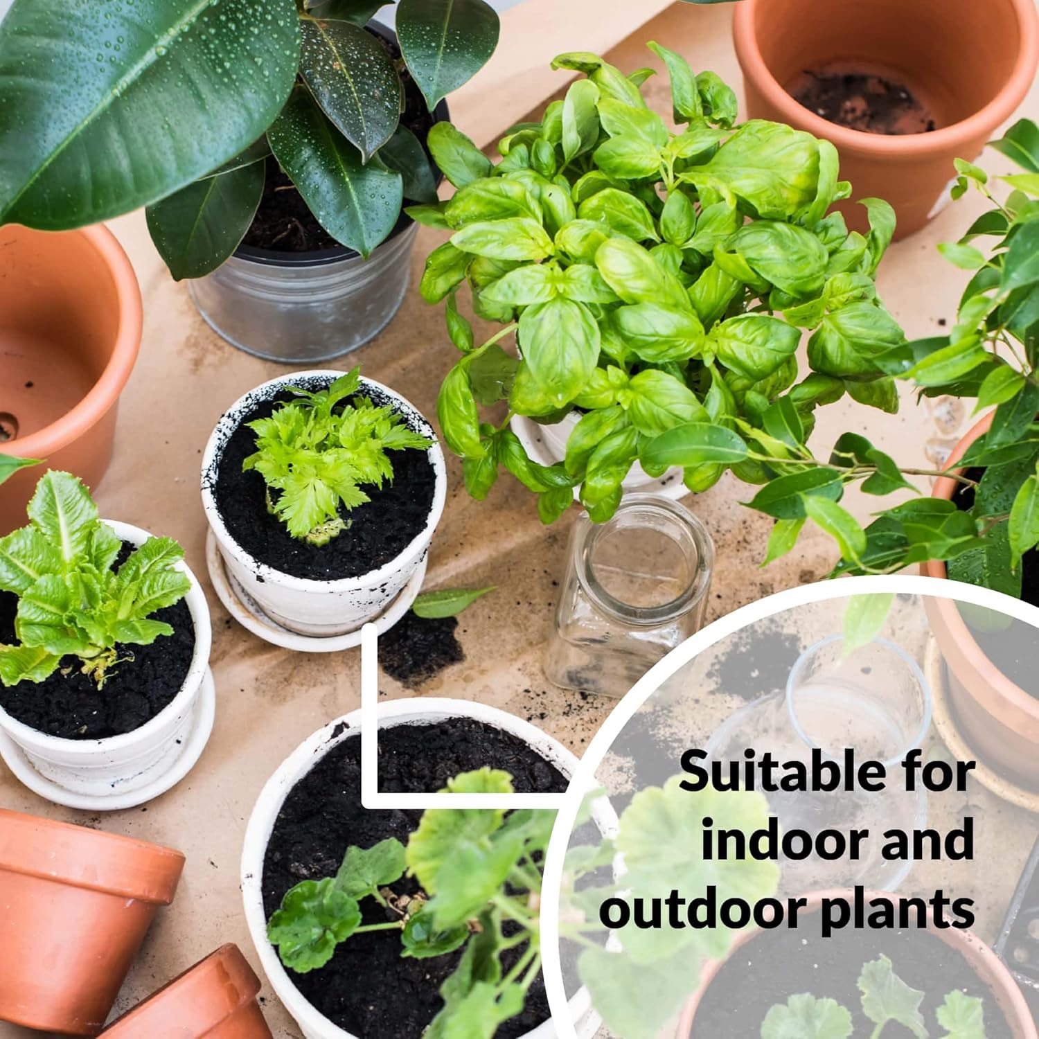Vitamin Plant Solution