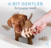 Puppy Fishbone Chew Toy for Gentle Chewers