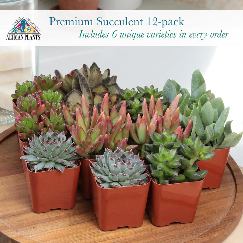 Deluxe Succulent Plants