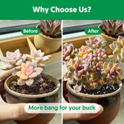 Succulent Soil Mix