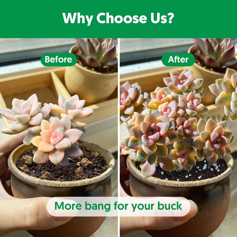 Succulent Soil Mix