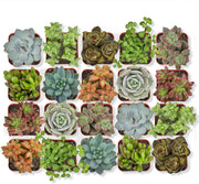 Live Succulent Collection