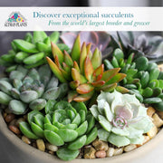 Deluxe Succulent Plants