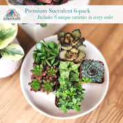 Specialty Succulent Plants
