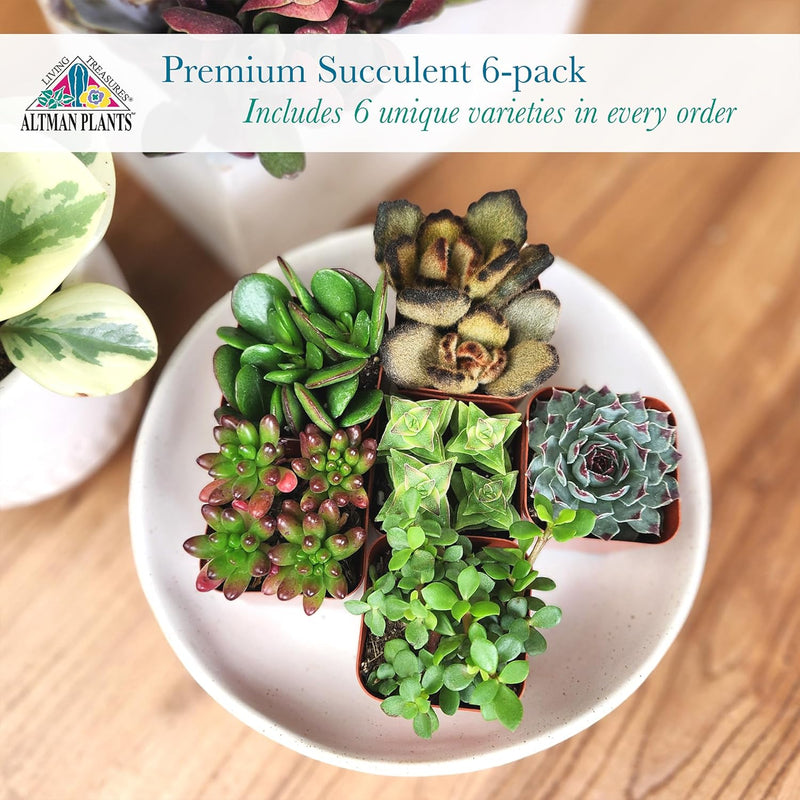 Specialty Succulent Plants