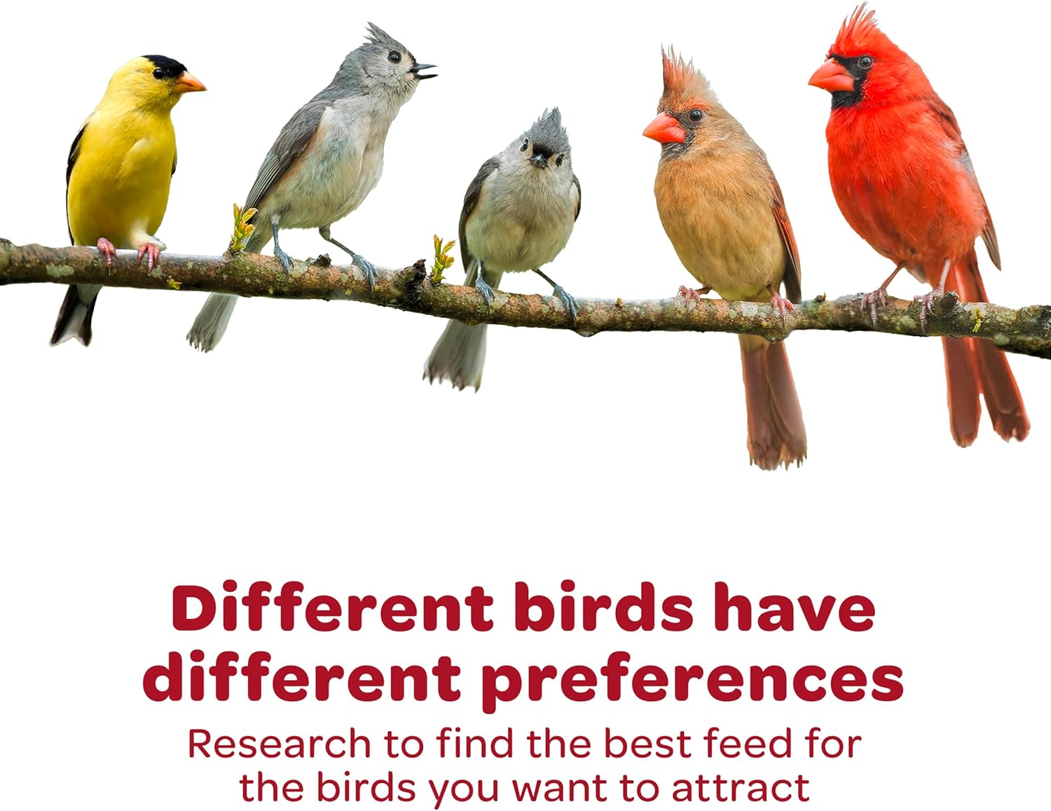 Cardinal Bird Seed