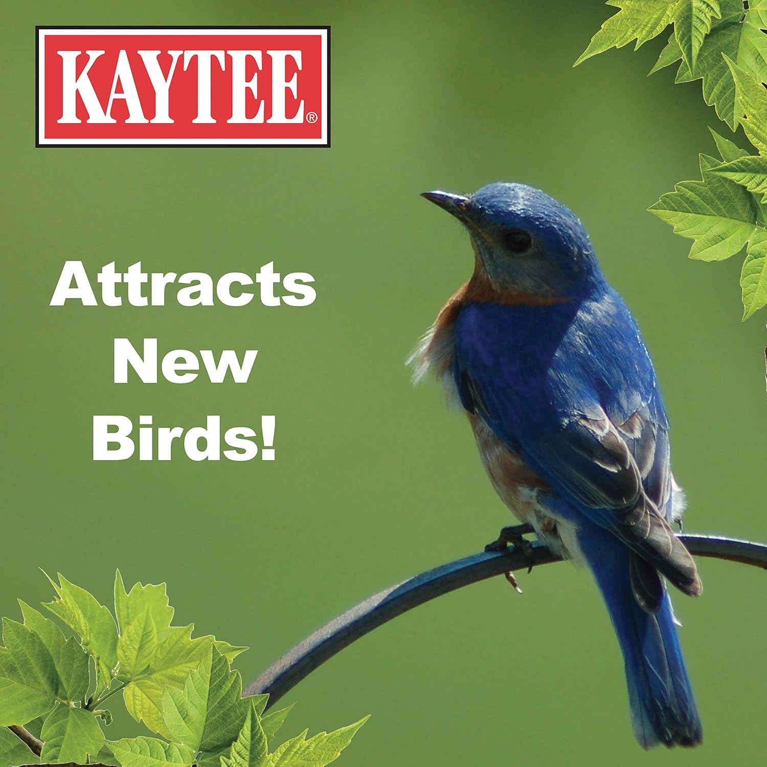 Premium Dried Mealworms