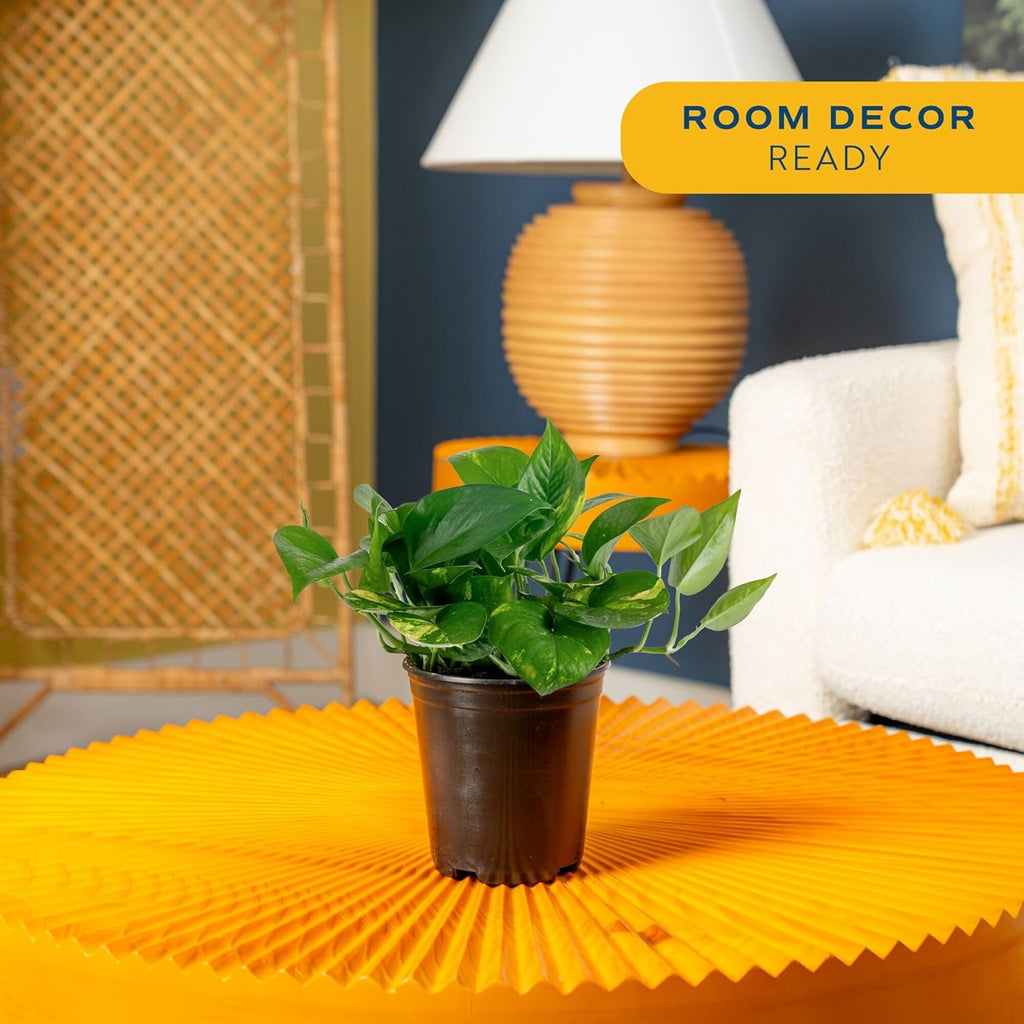 Golden Pothos Plant
